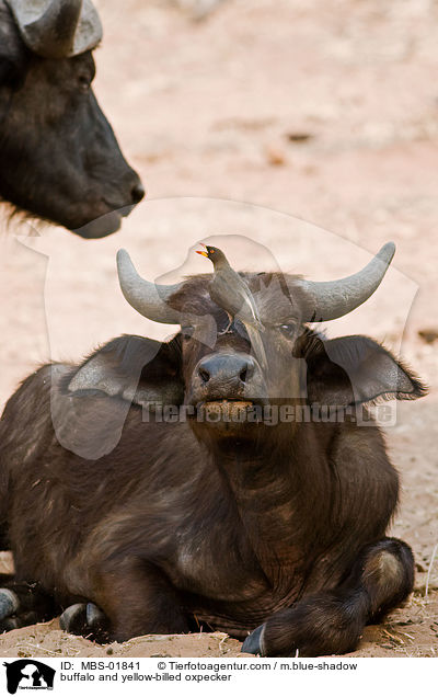 buffalo and yellow-billed oxpecker / MBS-01841