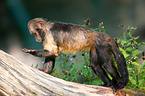 buffy-headed capuchin