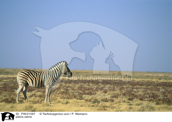 plains zebra / PW-01397