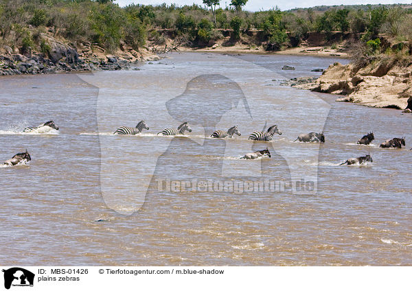 Steppenzebras / plains zebras / MBS-01426