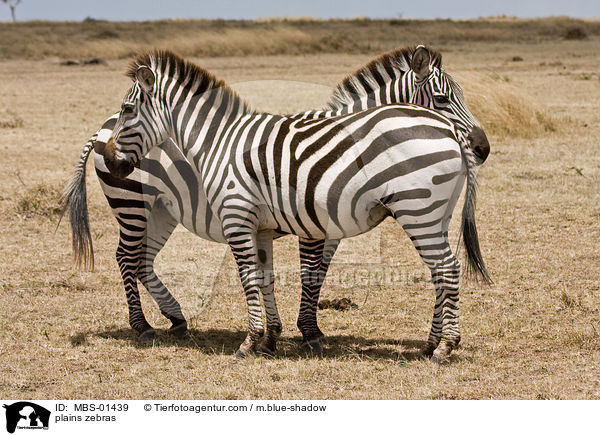 Steppenzebras / plains zebras / MBS-01439