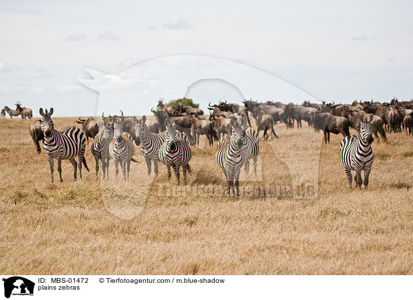 plains zebras / MBS-01472