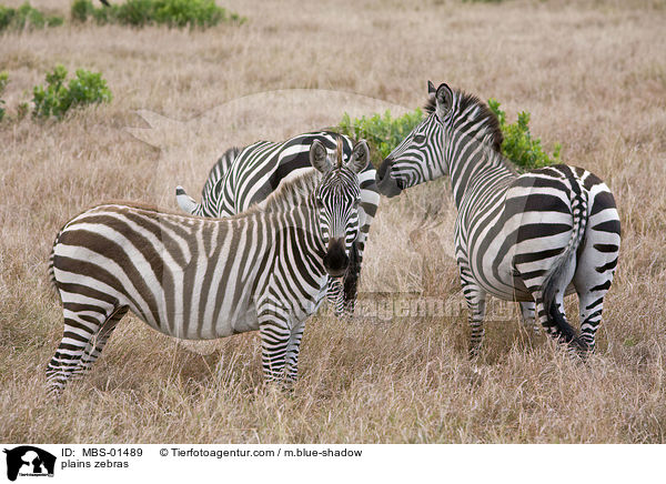 plains zebras / MBS-01489