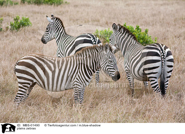 plains zebras / MBS-01490