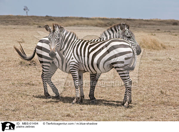 plains zebras / MBS-01494