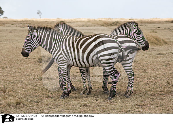 plains zebras / MBS-01495