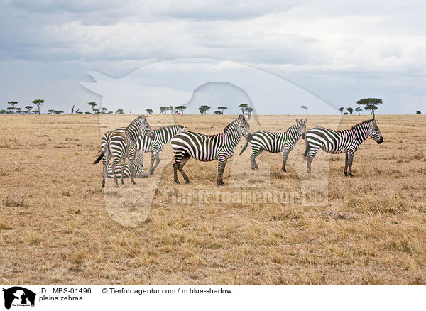 plains zebras / MBS-01496