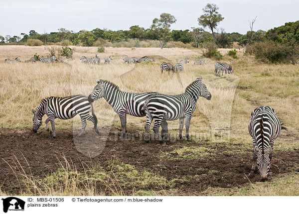 plains zebras / MBS-01506