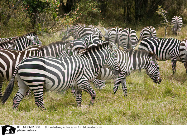 plains zebras / MBS-01508