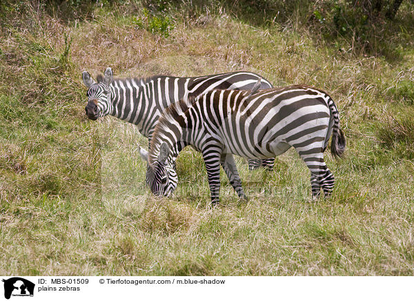 plains zebras / MBS-01509