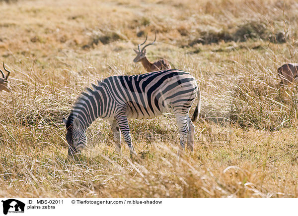 plains zebra / MBS-02011