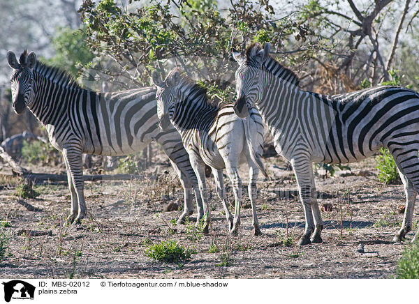 plains zebra / MBS-02012