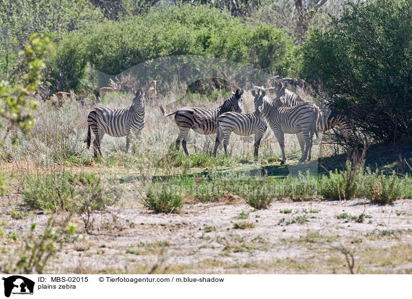 plains zebra / MBS-02015