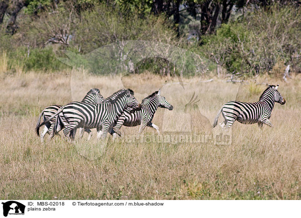 plains zebra / MBS-02018