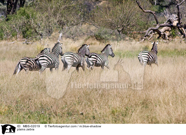 plains zebra / MBS-02019