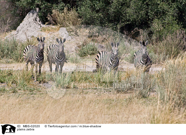plains zebra / MBS-02020