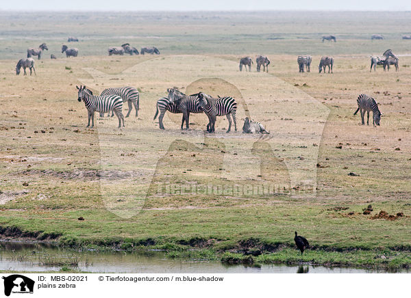 plains zebra / MBS-02021