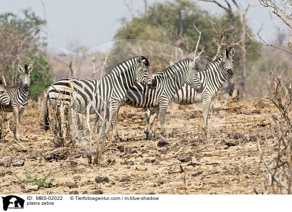 plains zebra / MBS-02022