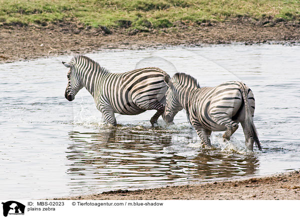 plains zebra / MBS-02023