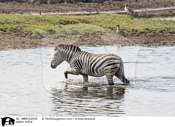 plains zebra / MBS-02024