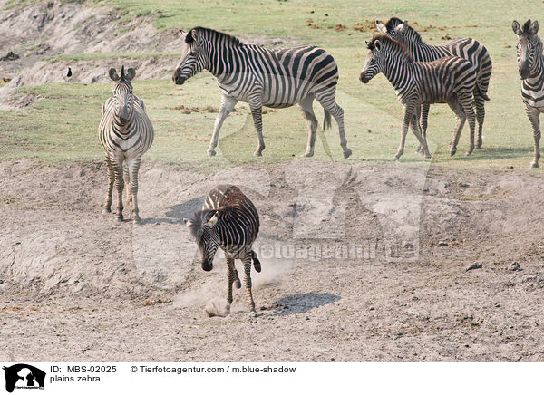 plains zebra / MBS-02025