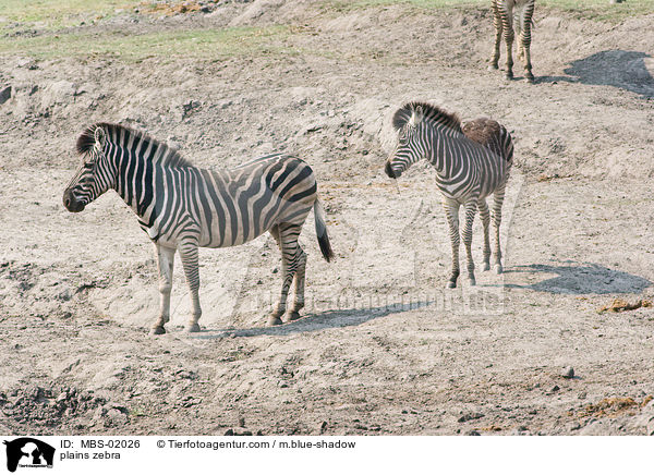 plains zebra / MBS-02026