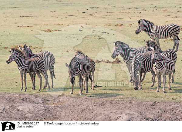 plains zebra / MBS-02027