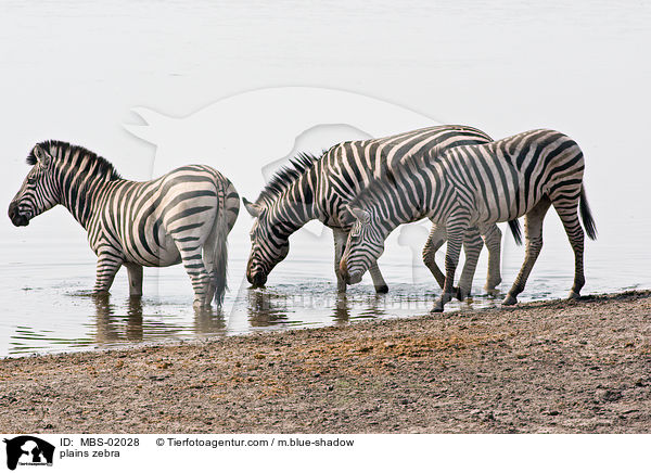 plains zebra / MBS-02028