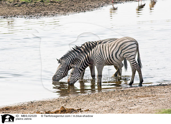 plains zebra / MBS-02029
