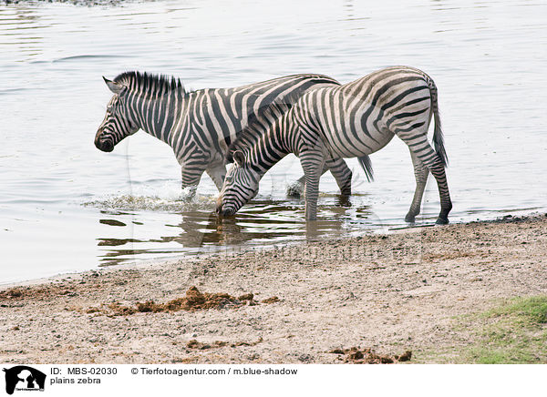 plains zebra / MBS-02030