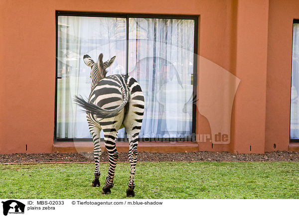 plains zebra / MBS-02033
