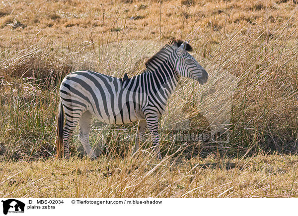 plains zebra / MBS-02034