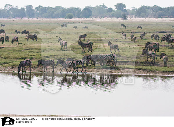 plains zebra / MBS-02039