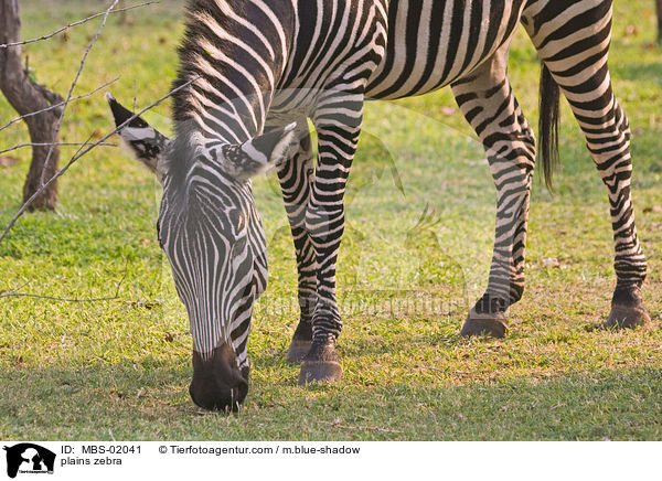 Steppenzebra / plains zebra / MBS-02041