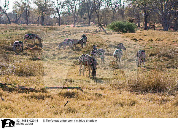 plains zebra / MBS-02044