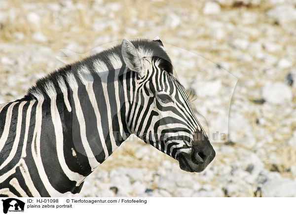 plains zebra portrait / HJ-01098