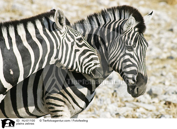 plains zebras / HJ-01100