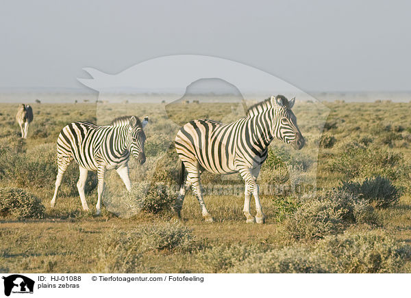 plains zebras / HJ-01088