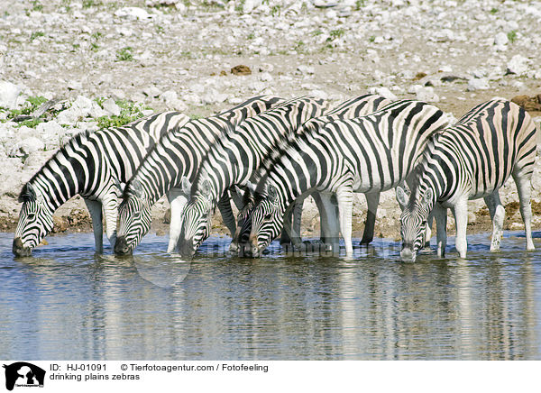 drinking plains zebras / HJ-01091