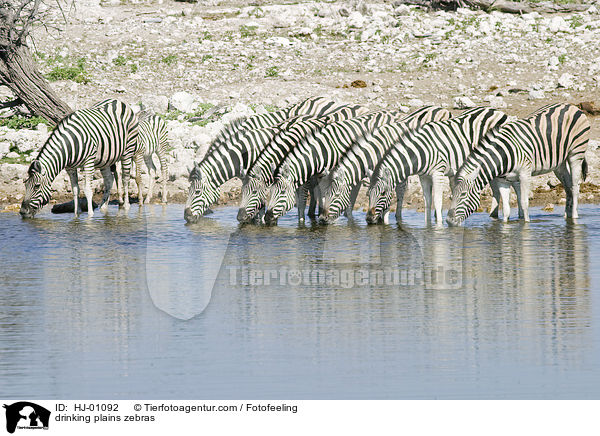 drinking plains zebras / HJ-01092