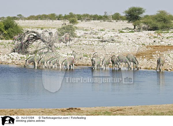 trinkende Steppenzebras / drinking plains zebras / HJ-01094