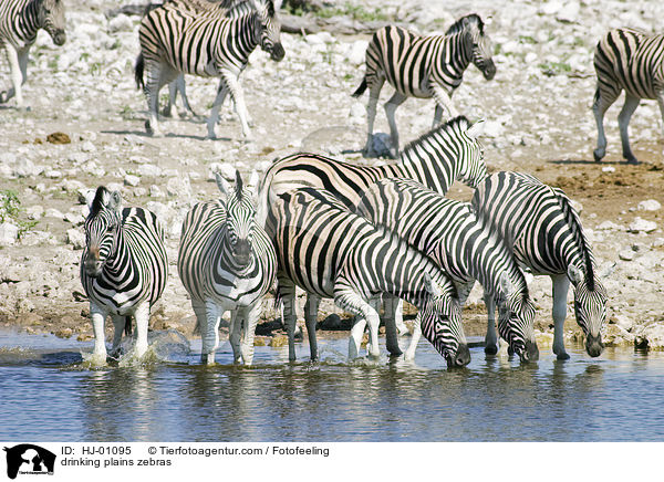 drinking plains zebras / HJ-01095