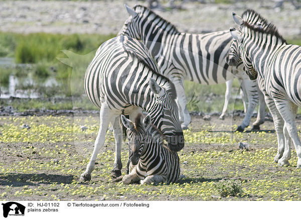 Steppenzebras / plains zebras / HJ-01102