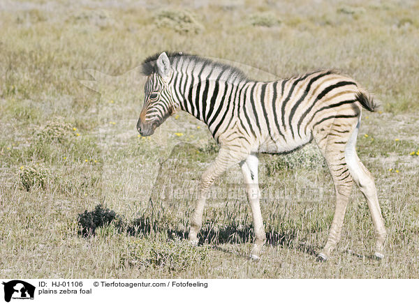 plains zebra foal / HJ-01106