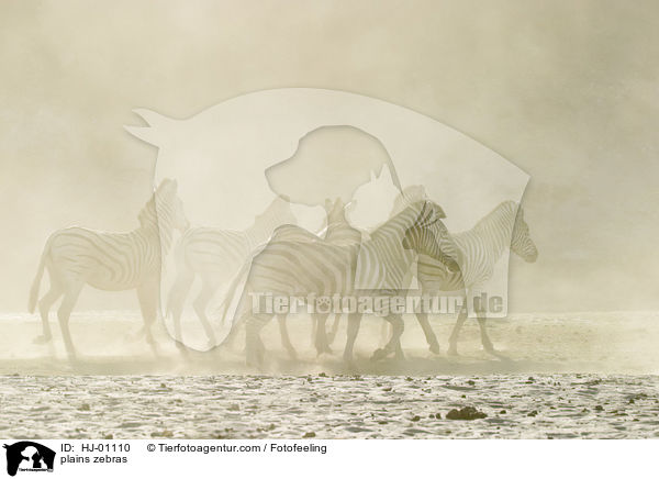 plains zebras / HJ-01110