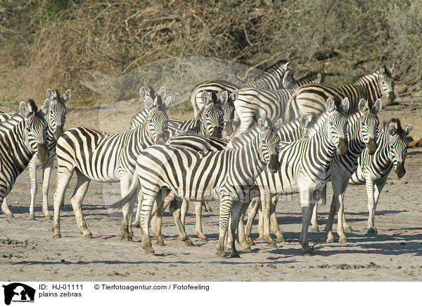 Steppenzebras / plains zebras / HJ-01111