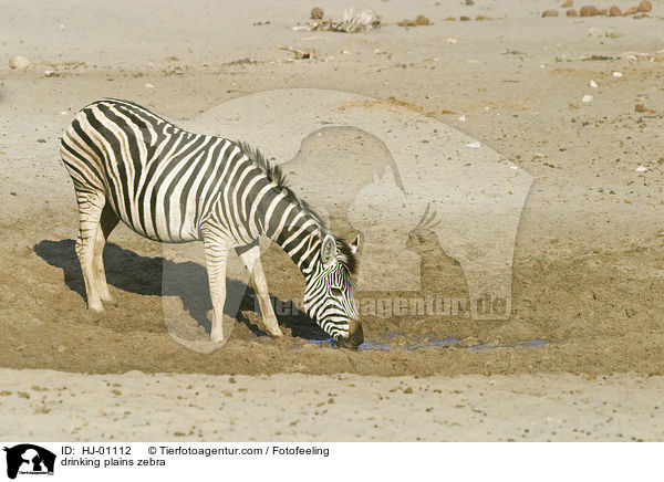 trinkendes Steppenzebra / drinking plains zebra / HJ-01112