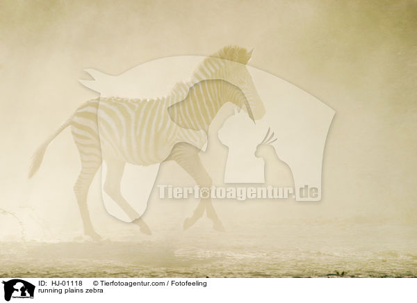 rennendes Steppenzebra / running plains zebra / HJ-01118
