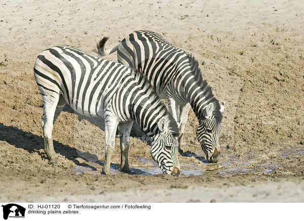 trinkende Steppenzebras / drinking plains zebras / HJ-01120