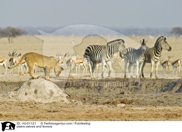 plains zebras and lioness / HJ-01121